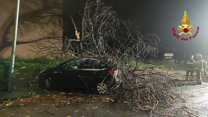 A Prato uno degli alberi crollati